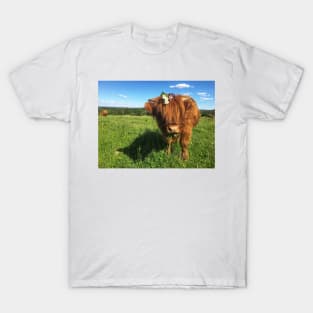 Scottish Highland Cattle Calf 2021 T-Shirt